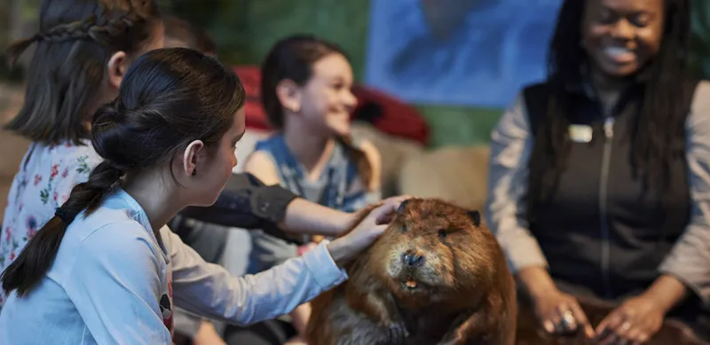 Beaver Tales