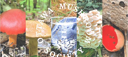 Ottawa Mushroom Society Walk: June
